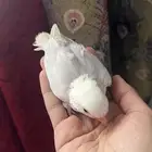 فرخ روز