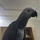 كاسكو هدد خارجي متكلم عمر 10 شهور