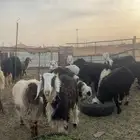 طليان للبيع اعمارهم 7 شهور