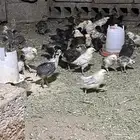 دجاج