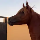حصان شعبي حار