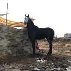 خيل شعبي