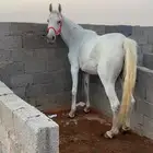 فرس