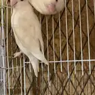 روز