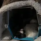 قط ميكسد للتبني
