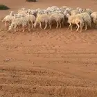 حريات عدد 47جذعات واثنوات