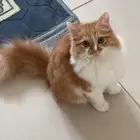 قطه للتبني