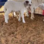 خلفات للبيع
