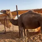ناقه للبيع