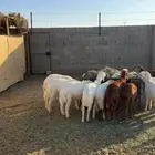 ذبايح سواكن وحريات ثلاجه