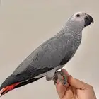 فرخ كاسكو هدد حجم سوبر سوبر جانبو
