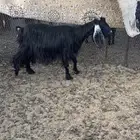 عنز دافع للبيع