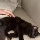 قط شيرازي