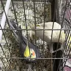 للبيع جوز كروان