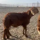 سواكن مرابي 7 اشهر