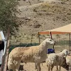 ضان مقاني حرش رقم 1صنف جروم عاليه وصغار سن بفحلها