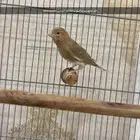 كناري للبيع