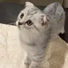 قط دبل سكوتش