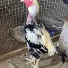 دجاج باكستاني
