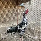 ديك سندي صافي