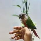 كنيور اليف وهدد نشبه شرط