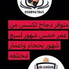 تكسسس