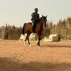 فرس شعبيه للبيع