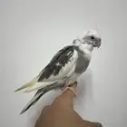للبيع حبه كروان نهايه غر (( تم البيع ))