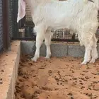 ماعز تيس مطور