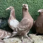 زاجل مولمينز