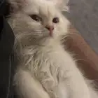 قط للبيع