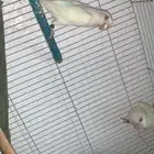 جوز البينو جامبو منتج