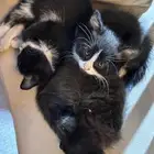 ثلاث كتنز و ام للتبني