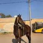 للبيع حصان او للبدل الناقة أو قعود او بكرة