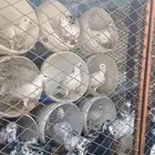 حمام