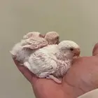 فرخين روز ألبينو عيون حمر