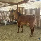 تيس احص اللون ادهم السن ثني