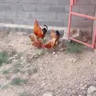 دجاج تركي للبيع