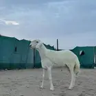 مشروع فحل حري صنف الصنف كفو