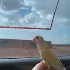 عصفور روز مفقود لونه اصفر اسمه بوبي