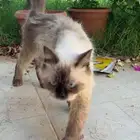 قطوه هملايا اليفه عيونها زرقا