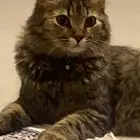 قطه للتبني