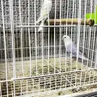 جوز روز بلد اوبلاين للبيع
