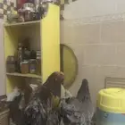 دجاج للبيع