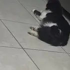 قطط للتبني