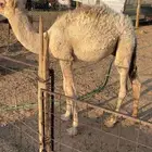حاشي تربية