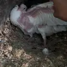 فروخ حمام للبيع طيبات عل 27 مذبوح وحي عل 25 ريال فرنسي سلفر