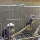 للبيع موقع الخبر