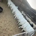 جميع انوع الذبائح البريه