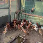 للبيع دجاج بلدي حي